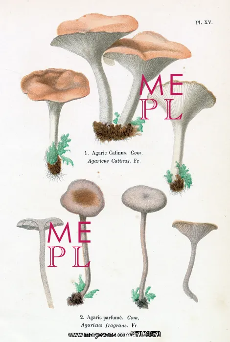  : Funghi. AGARICUS CATINUS AGARICUS FRAGRANS (edible)
