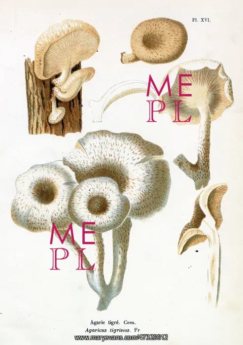  : Funghi. AGARICUS TIGRINUS (edible)