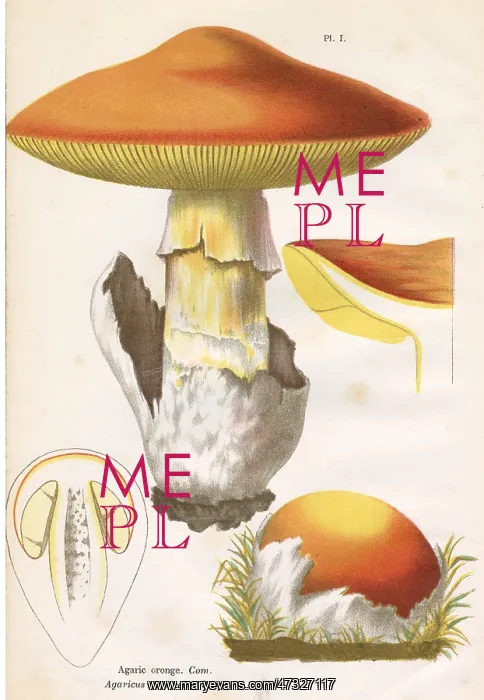  : Funghi. AGARICUS CAESAREUS (edible)