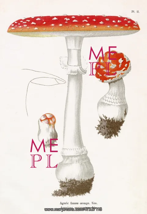 : Funghi. AGARICUS MUSCARIUS (poisonous) : Funghi. AGARICUS MUSCARIUS (poisonous)