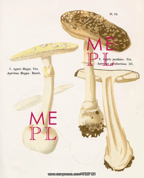 : Funghi. AGARICUS MAPPA (left) AGARICUS PANTHERINUS (right) (poisonous) : Funghi. AGARICUS MAPPA (left) AGARICUS PANTHERINUS (right) (poisonous)