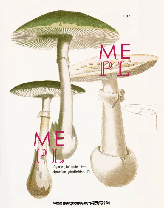 : Funghi. AGARICUS PHALLOIDES (poisonous) : Funghi. AGARICUS PHALLOIDES (poisonous)