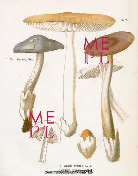 : Funghi. AGARICUS VAGINATUS (edible) : Funghi. AGARICUS VAGINATUS (edible)