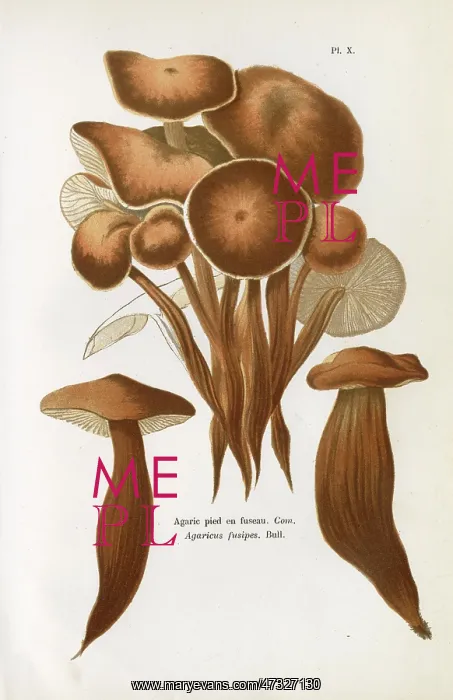 : Funghi. AGARICUS FUSIPES (edible) : Funghi. AGARICUS FUSIPES (edible)