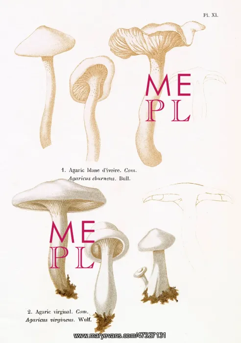 : Funghi. AGARICUS EBURNEUS AGARICUS VIRGINEUS (edible) : Funghi. AGARICUS EBURNEUS AGARICUS VIRGINEUS (edible)