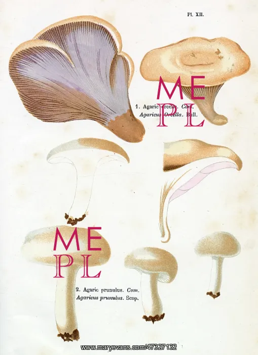: Funghi. AGARICUS ORCELLA AGARICUS PRUNULUS (edible) : Funghi. AGARICUS ORCELLA AGARICUS PRUNULUS (edible)
