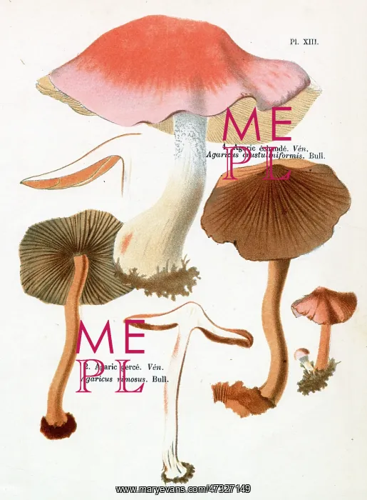 : Funghi. AGARICUS CRUSTULINIFORMIS AGARICUS RIMOSUS (poisonous) : Funghi. AGARICUS CRUSTULINIFORMIS AGARICUS RIMOSUS (poisonous)