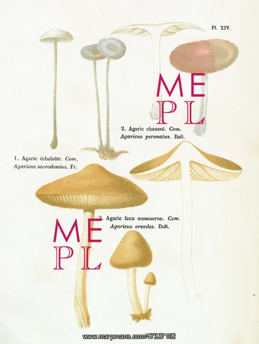 : Funghi. AGARICUS SCORODONIUS AGARICUS PERONATUS AGARICUS OREADES (edible) : Funghi. AGARICUS SCORODONIUS AGARICUS PERONATUS AGARICUS OREADES (edible)