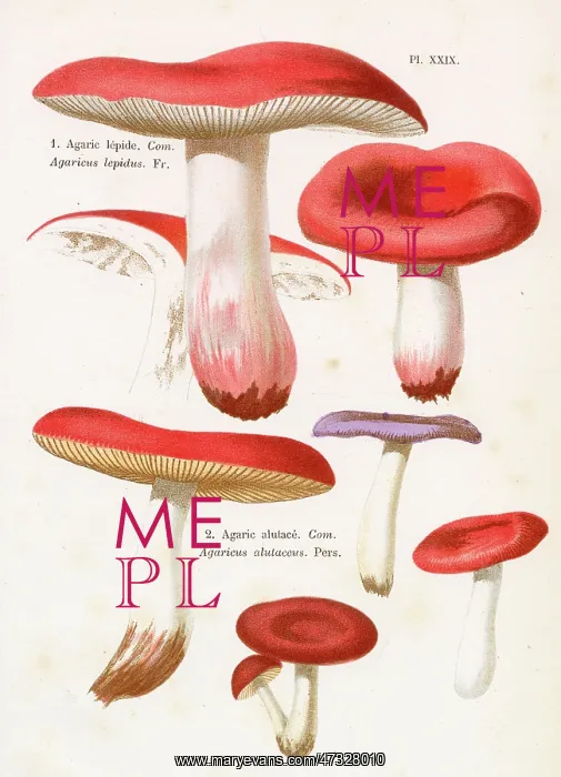  : Funghi. AGARICUS LEPIDUS AGARICUS ALUTACEUS (edible)