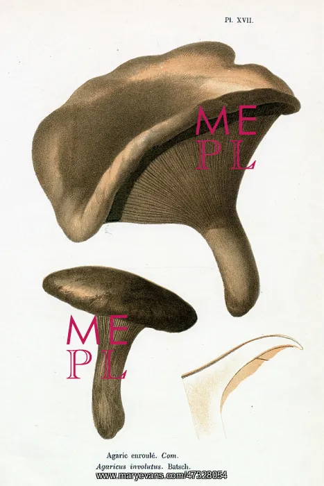 : Funghi. AGARICUS INVOLUTUS (edible) : Funghi. AGARICUS INVOLUTUS (edible)
