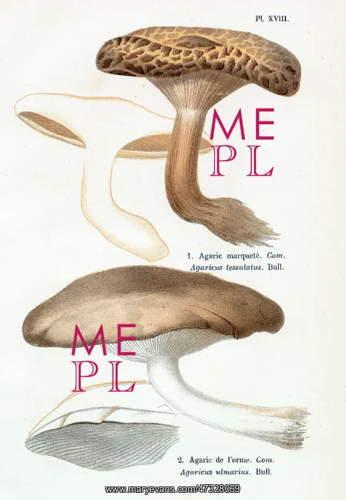 : Funghi. AGARICUS TESSULATUS AGARICUS ULMARIUS (edible) : Funghi. AGARICUS TESSULATUS AGARICUS ULMARIUS (edible)