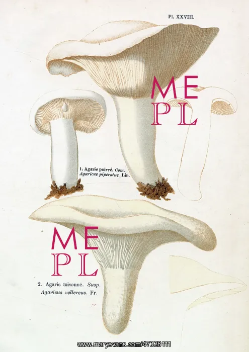 : Funghi. AGARICUS PIPERATUS (edible) AGARICUS VELLEREUS (suspect) : Funghi. AGARICUS PIPERATUS (edible) AGARICUS VELLEREUS (suspect)