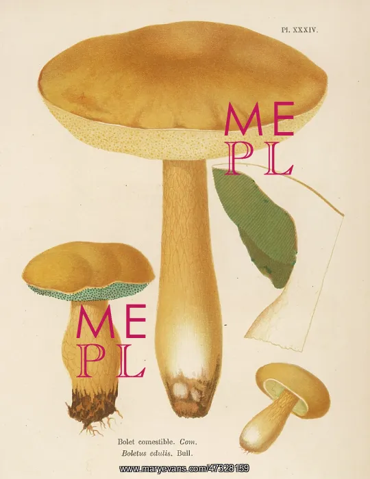 : Funghi. BOLETUS EDULIS (edible) : Funghi. BOLETUS EDULIS (edible)