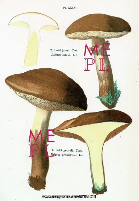 : Funghi. BOLETUS LUTEUS BOLETUS GRANULATUS (edible) : Funghi. BOLETUS LUTEUS BOLETUS GRANULATUS (edible)