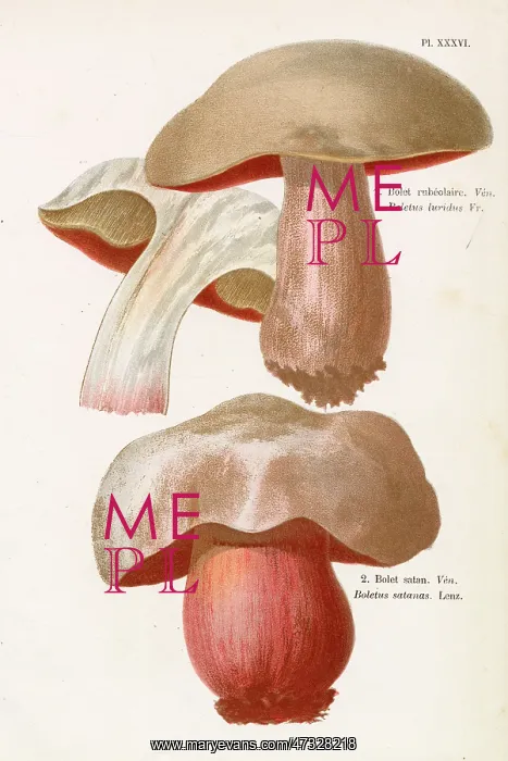  : Funghi. BOLETUS LURIDUS BOLETUS SATANAS (poisonous)