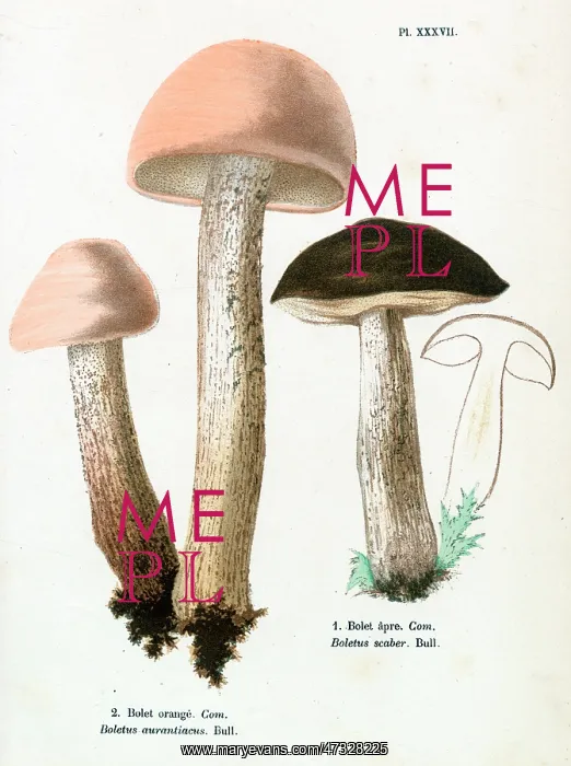  : Funghi. BOLETUS AURANTIACUS (left) BOLETUS SCABER (right) (edible)