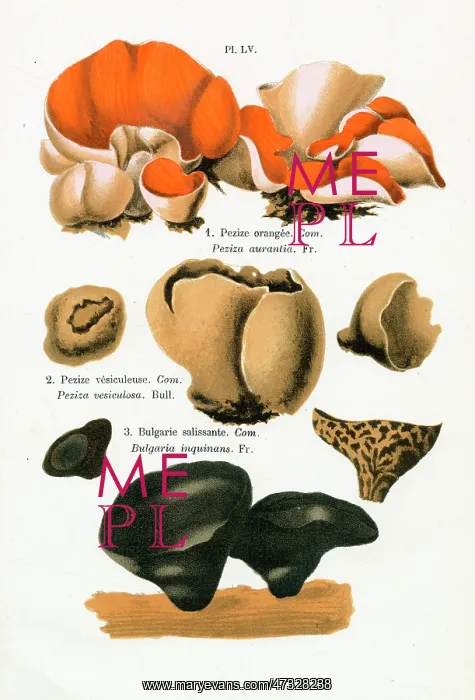  : Funghi. PEZIZA AURANTIA PEZIZA VESICULOSA BULGARIA INQUINANS (edible)