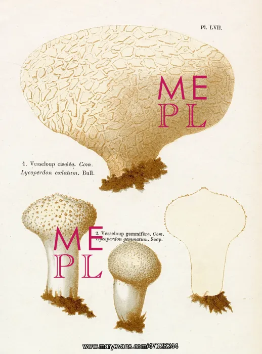  : Funghi. LYCOPERDON COELATUM LYCOPERDON GEMMATUM (edible)