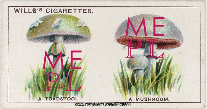  : Funghi. How to tell a toadstool from a mushroom