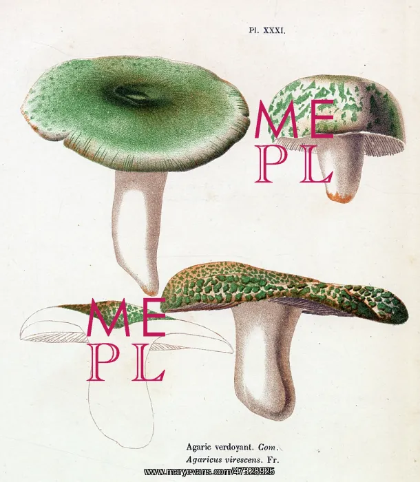  : Funghi. AGARICUS VIRESCENS (edible)