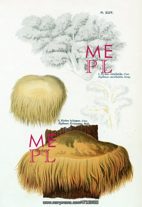  : Funghi. HYDNUM CORALLOIDES HYDNUM ERINACEUS (edible)