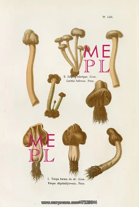  : Funghi. LEOTIA LUBRICA VERPA DIGITALIFORMIS (edible)