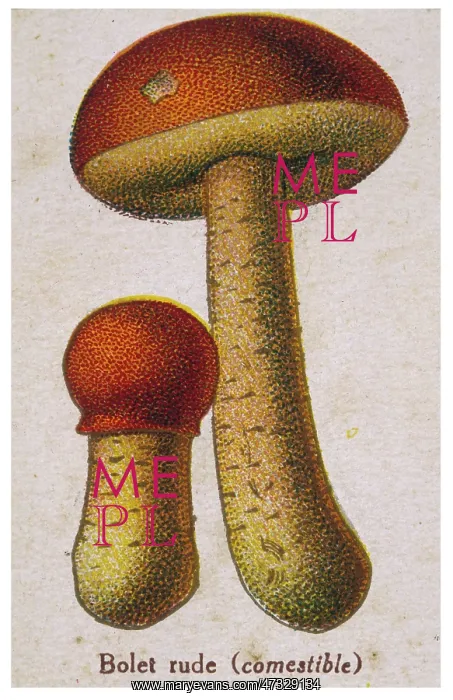  : Funghi. Common Boletus (edible)