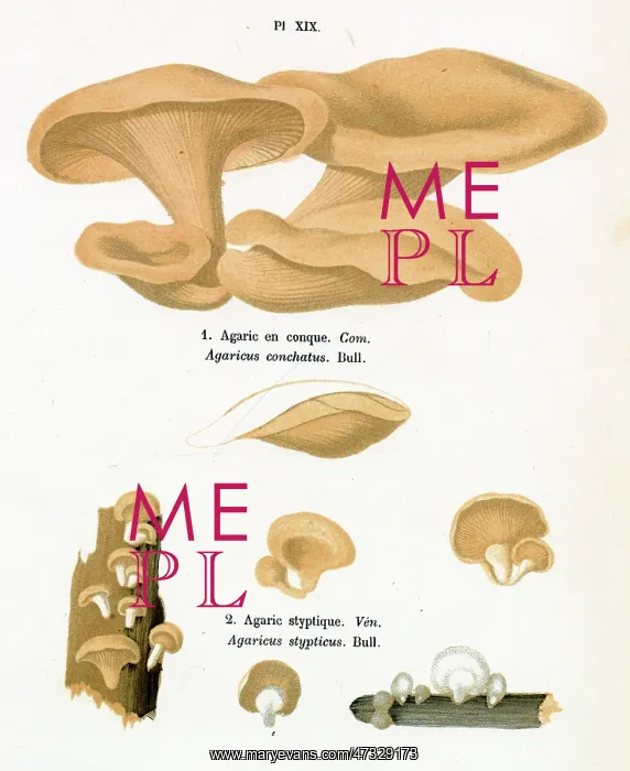  : Funghi. AGARICUS CONCHATUS (edible) AGARICUS STYPTICUS (poisonous)