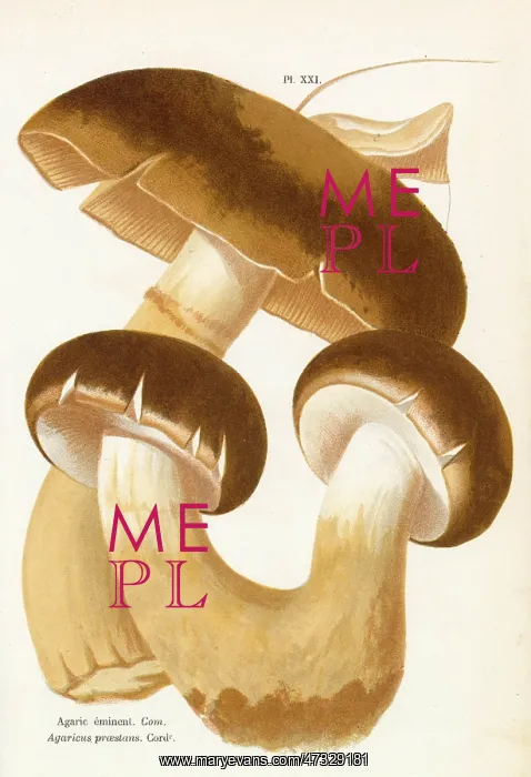 : Funghi. AGARICUS PRAESTANS (edible) : Funghi. AGARICUS PRAESTANS (edible)