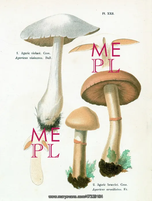  : Funghi. AGARICUS VIOLACEUS AGARICUS ARMILLATUS (edible)