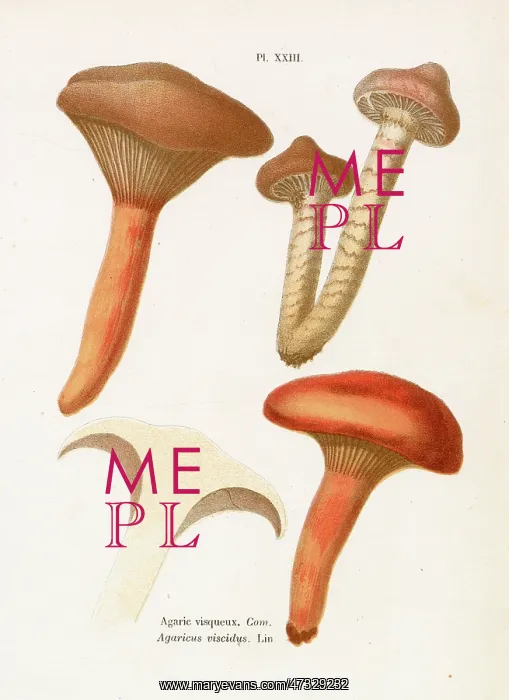 : Funghi. AGARICUS VISCIDUS (edible) : Funghi. AGARICUS VISCIDUS (edible)