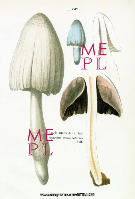 : Funghi. AGARICUS ATRAMENTARIUS (dubious) : Funghi. AGARICUS ATRAMENTARIUS (dubious)