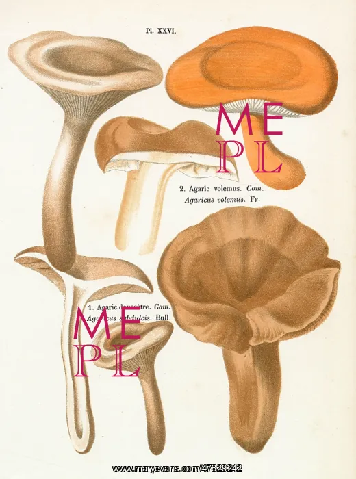 : Funghi. AGARICUS VOLEMUS AGARICUS SUBDULCIS (edible) : Funghi. AGARICUS VOLEMUS AGARICUS SUBDULCIS (edible)