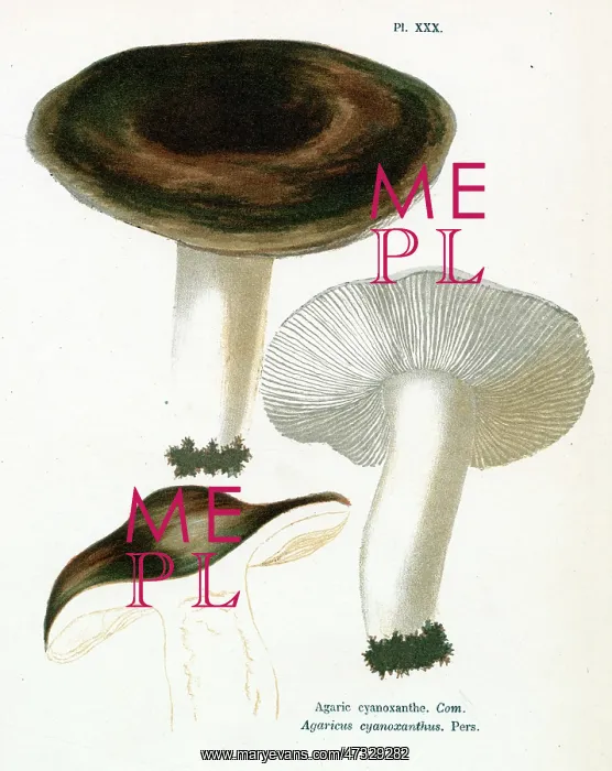 : Funghi. AGARICUS CYANOXANTHUS (edible) : Funghi. AGARICUS CYANOXANTHUS (edible)