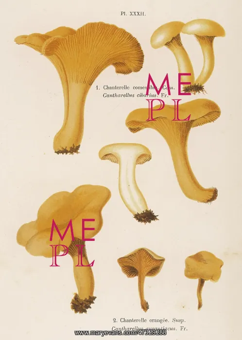: Funghi. CANTHARELLUS CIBARIUS (edible) CANTHARELLUS AURANTIACUS (suspect) : Funghi. CANTHARELLUS CIBARIUS (edible) CANTHARELLUS AURANTIACUS (suspect)