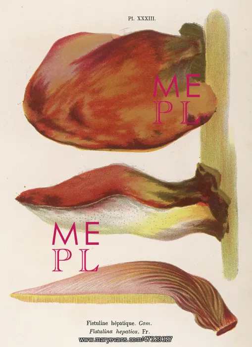 : Funghi. FISTULINA HEPATICA (edible) : Funghi. FISTULINA HEPATICA (edible)
