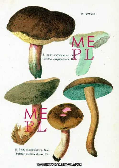 : Funghi. BOLETUS CHRYSENTERON BOLETUS SUBTOMENTOSUS (edible) : Funghi. BOLETUS CHRYSENTERON BOLETUS SUBTOMENTOSUS (edible)