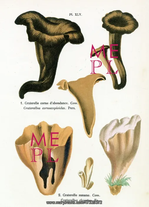  : Funghi. CRATERELLUS CORNUCOPIOIDES CRATERELLUS CLAVATUS (edible)