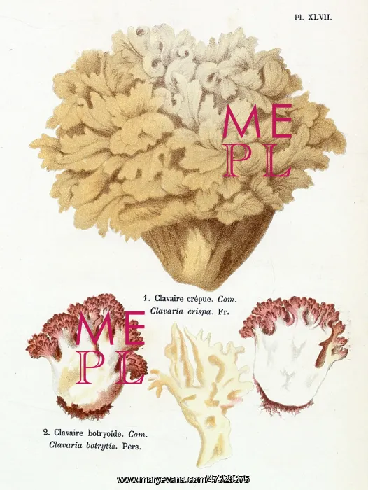  : Funghi. CLAVARIA CRISPA CLAVARIA BOTRYTIS (edible)
