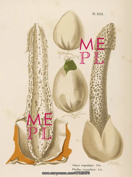  : Funghi. PHALLUS IMPUDICUS (poisonous)