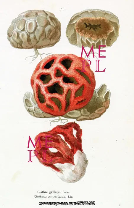 : Funghi. CLATHRUS CANCELLATUS (poisonous) : Funghi. CLATHRUS CANCELLATUS (poisonous)