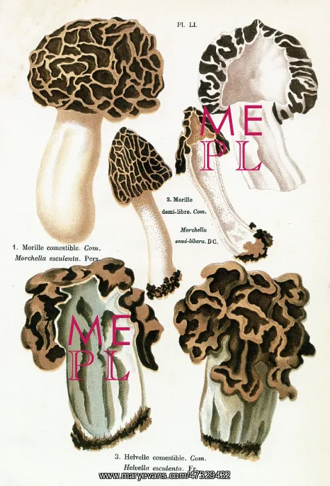  : Funghi. MORCHELLA ESCULENTA MORCHELLA SEMI-LIBERA HELVELLA ESCULENTA (edible)