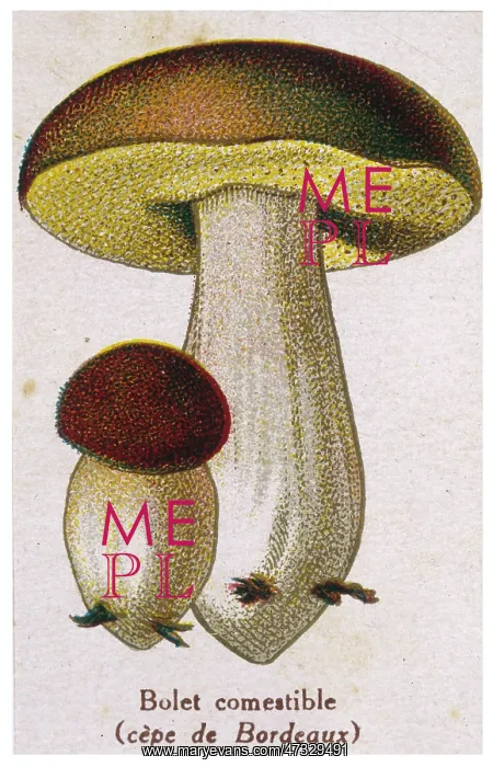  : Funghi. Edible Boletus