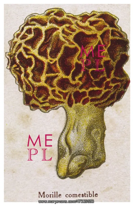  : Funghi. Edible Morchella