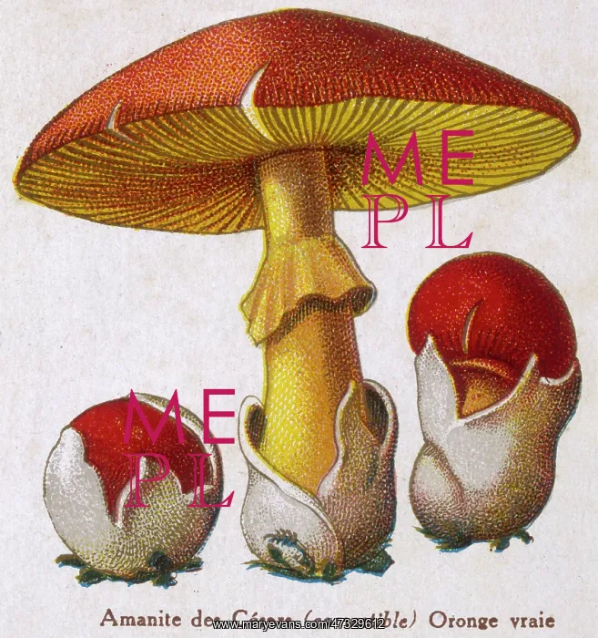  : Funghi. Caesar's Amanite (Agaricus Caesaricus) (edible)