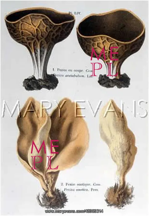  : Funghi. PEZIZA ACETABULUM PEZIZA ONOTICA (edible)
