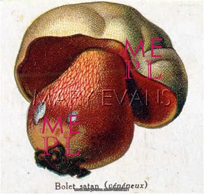  : Funghi. Devil Boletus (poisonous)