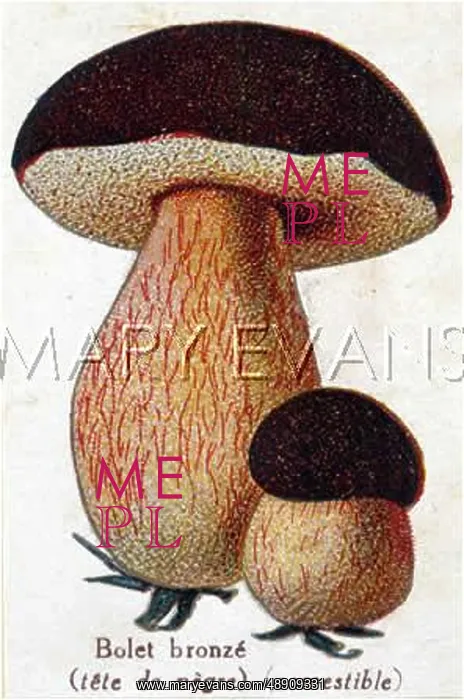  : Funghi. Brown Boletus (edible)