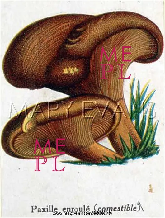  : Funghi. Peziza (paxilla) species (edible)