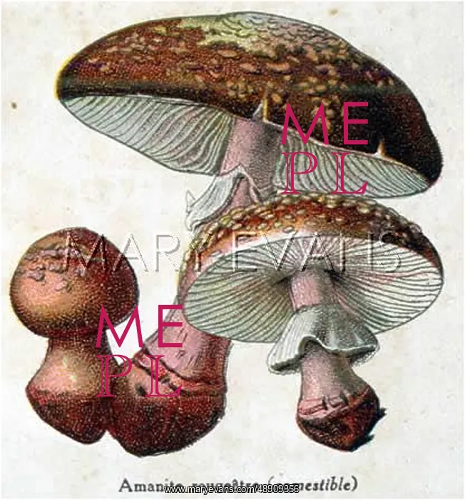  : Funghi. Red Amanita (Agaricus species) (edible)